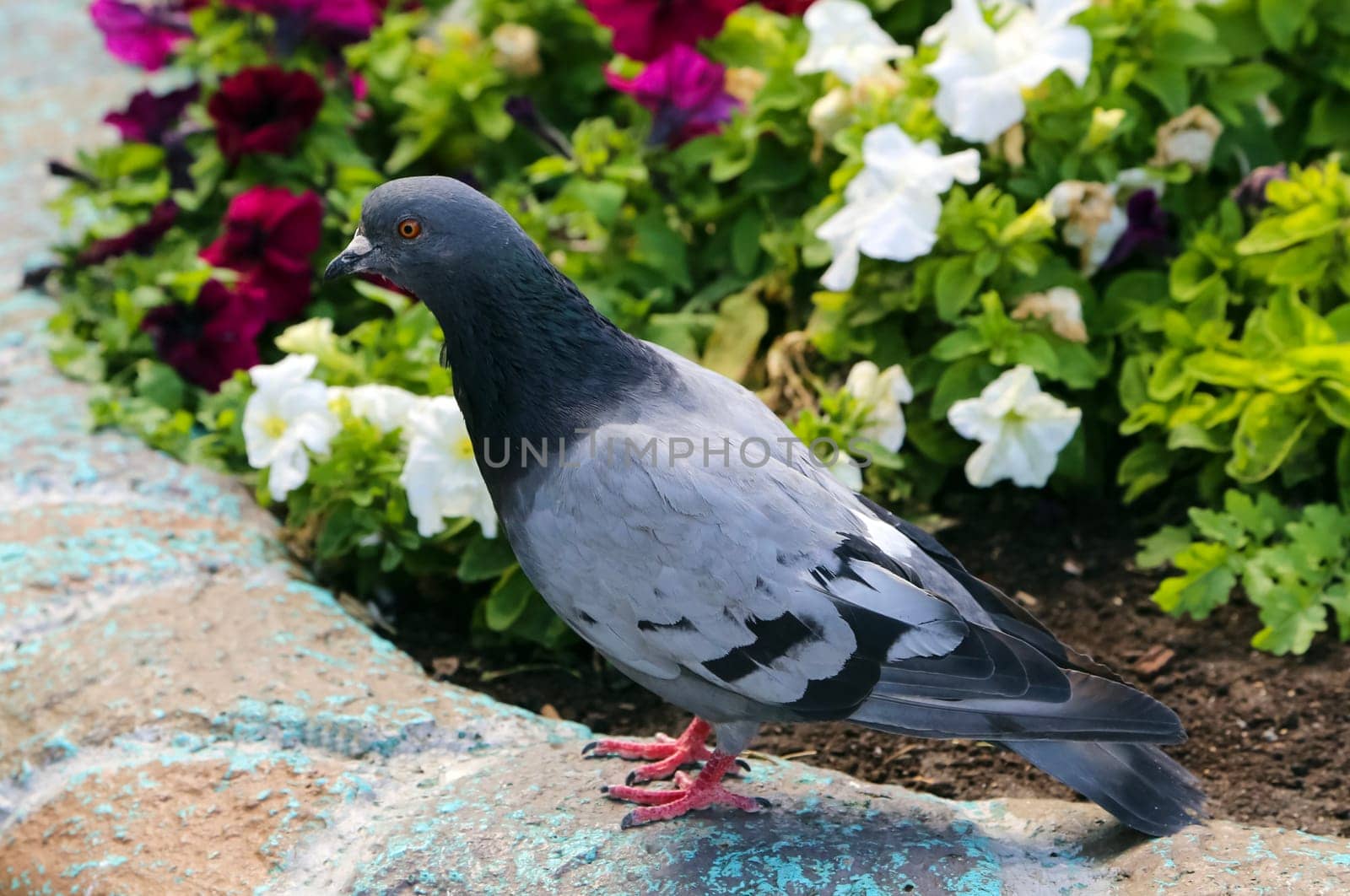 Common blue-gray doves in the city. Bird, who lives next to the man.