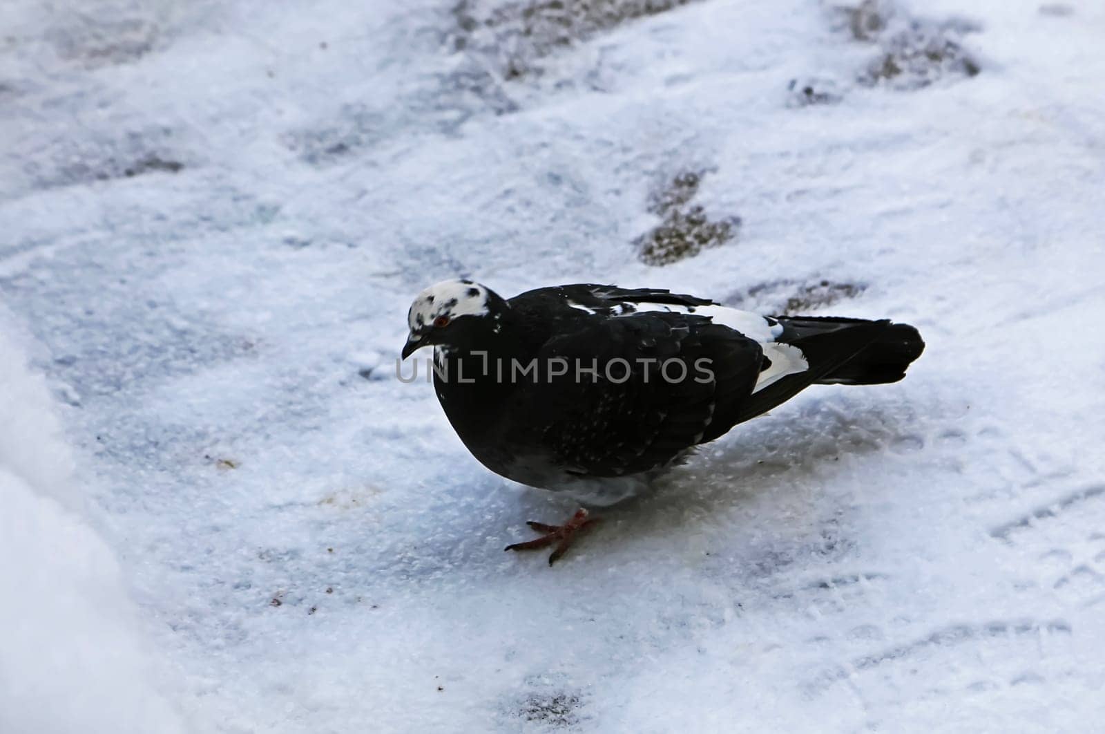 Common blue-gray doves in the city. Bird, who lives next to the man. Single pigeon sitting.