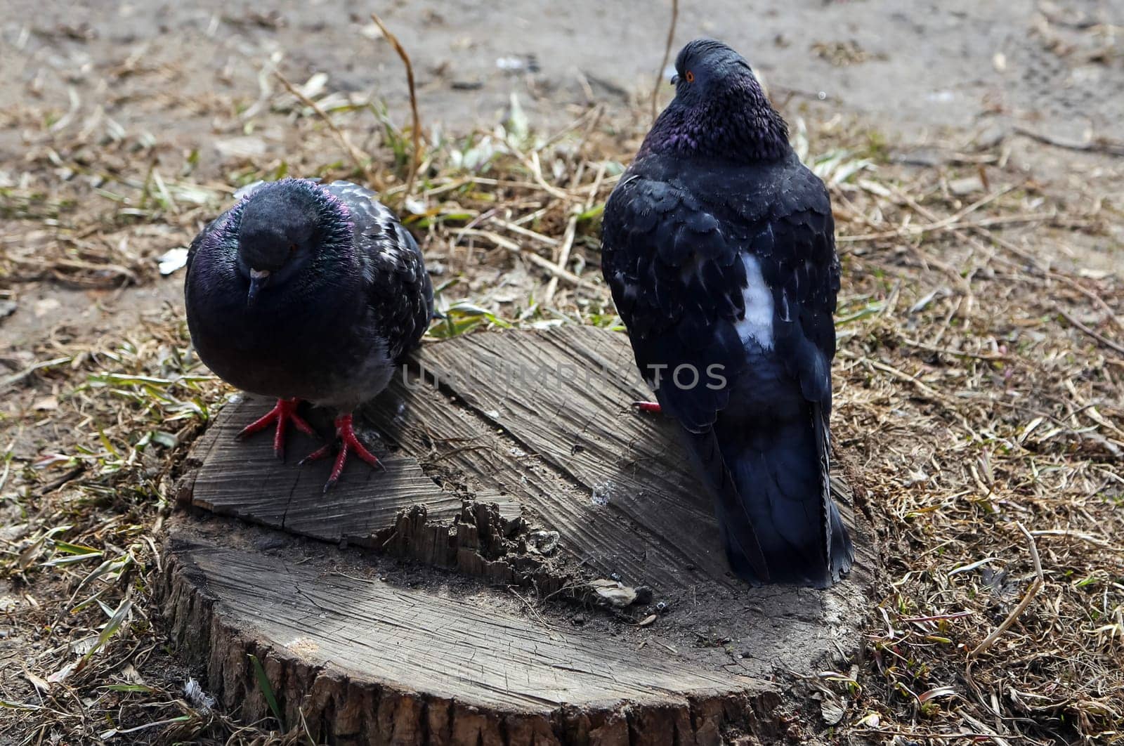 Common blue-gray doves in the city. Bird, who lives next to the man.