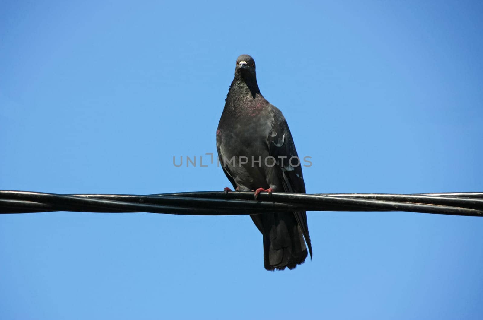 Common blue-gray doves in the city. Bird, who lives next to the man. Single pigeon sitting.