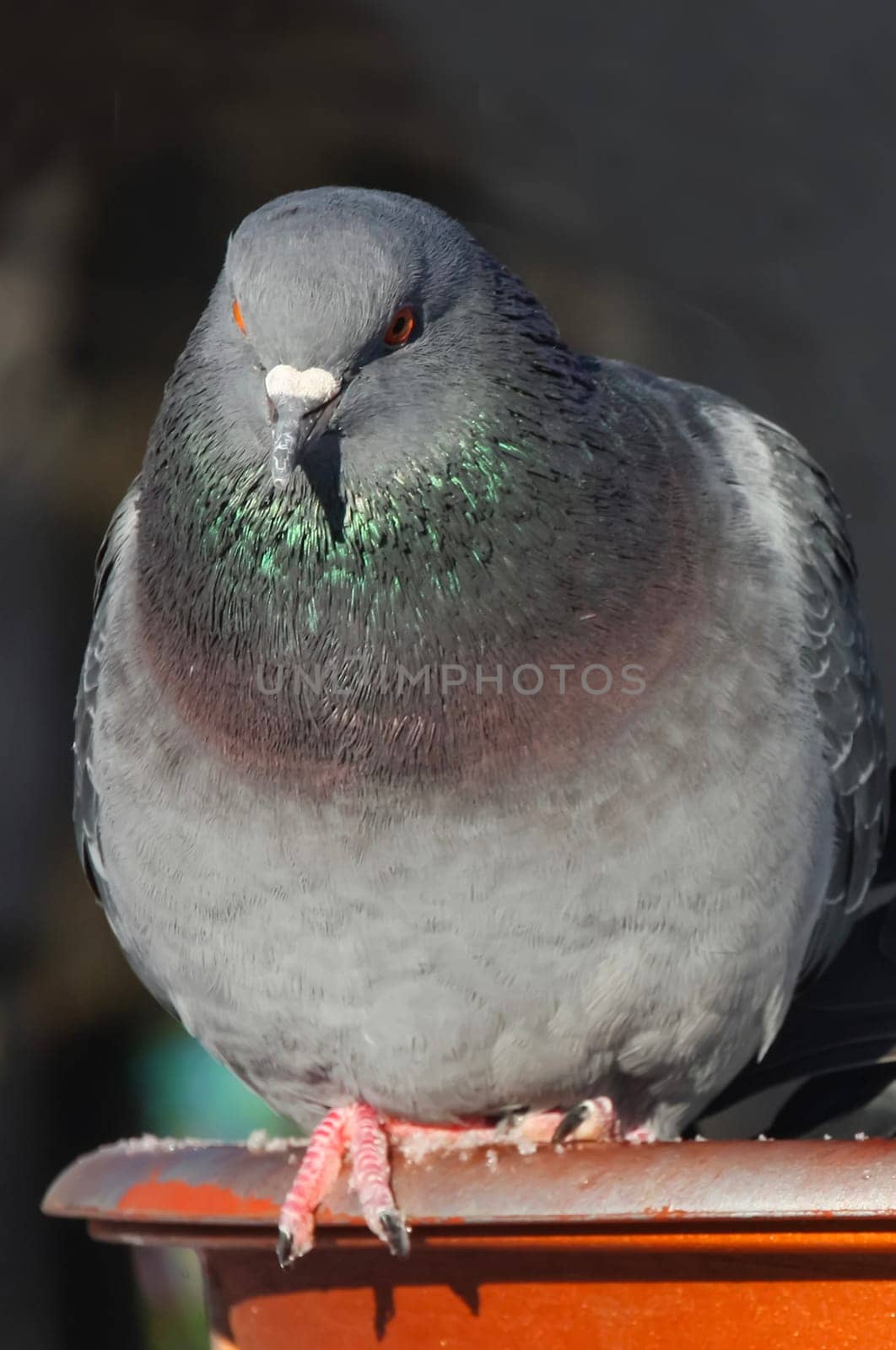 Common blue-gray doves in the city. Bird, who lives next to the man. Single pigeon sitting.