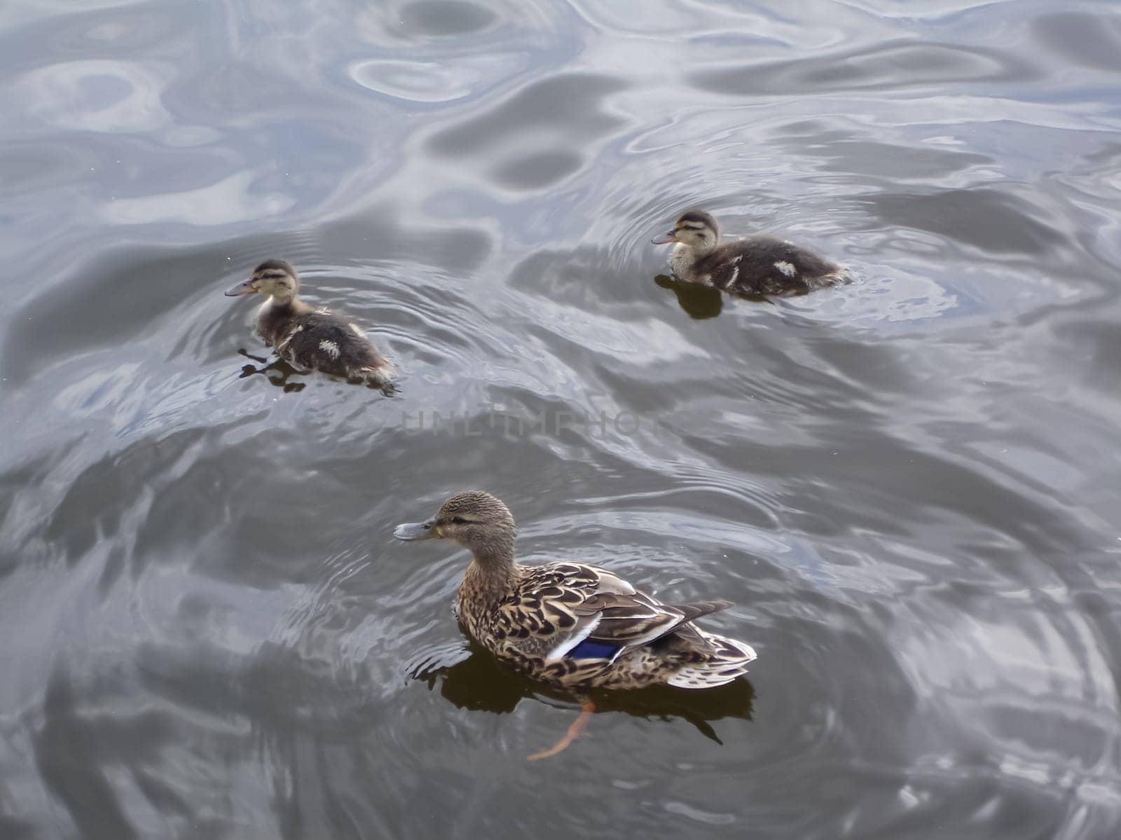 Wild a mallard duck in a pond.
