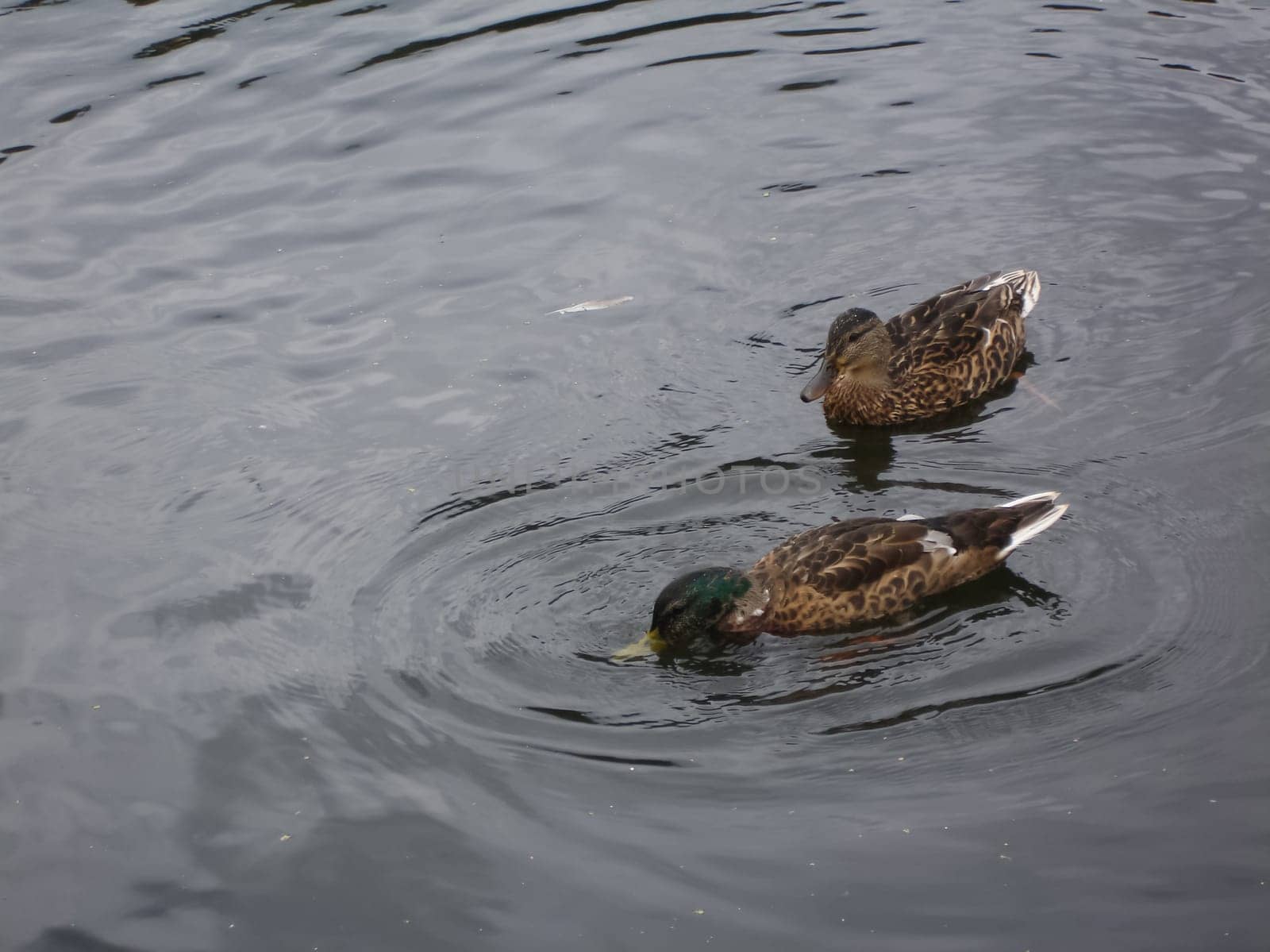 Wild a mallard duck in a pond.
