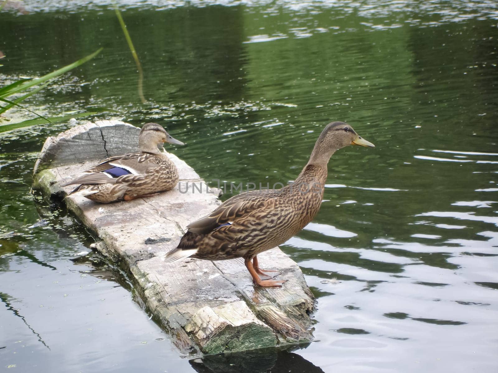 Wild a mallard duck in a pond.