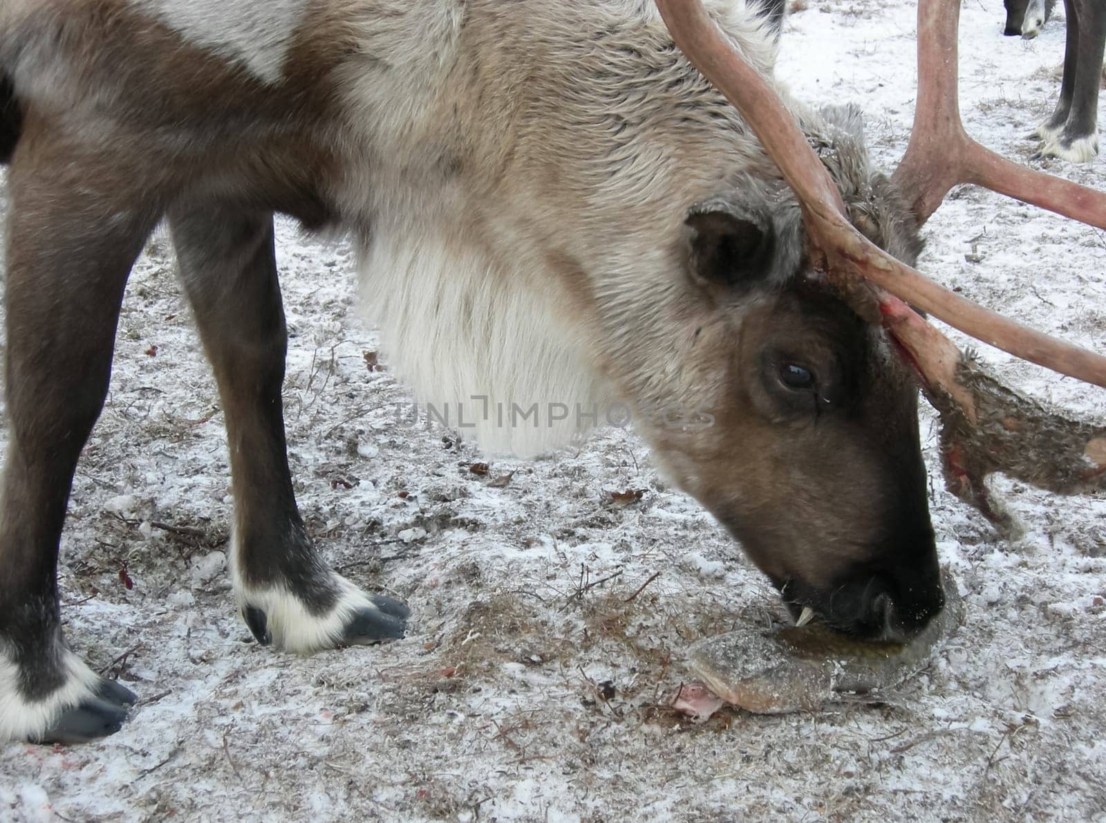 Reindeer at the zoo. Horned cloven-hoofed.