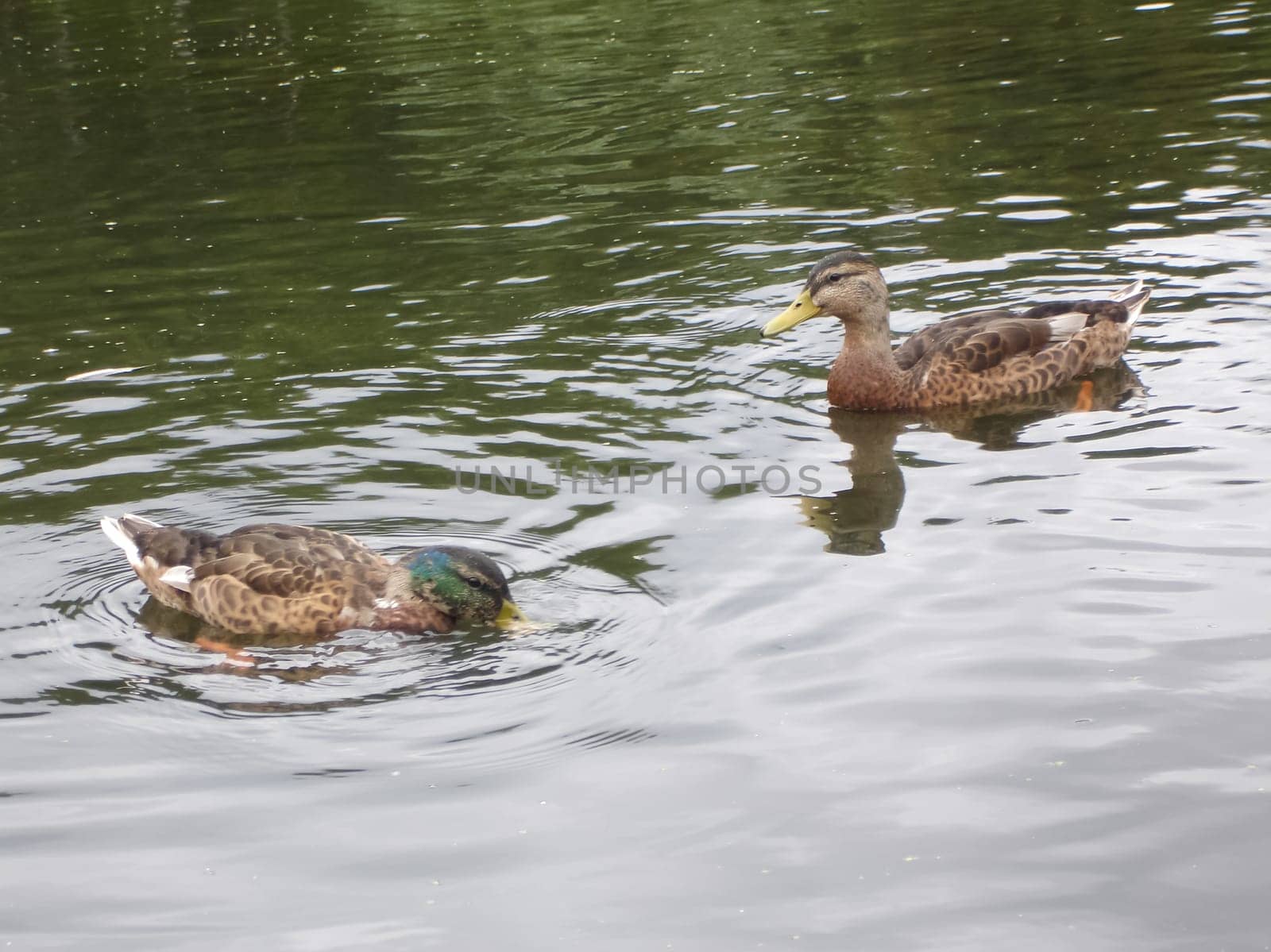 Wild a mallard duck in a pond.