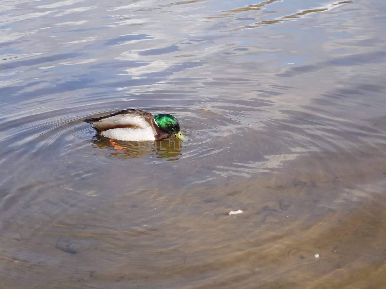 Wild a mallard duck in a pond.
