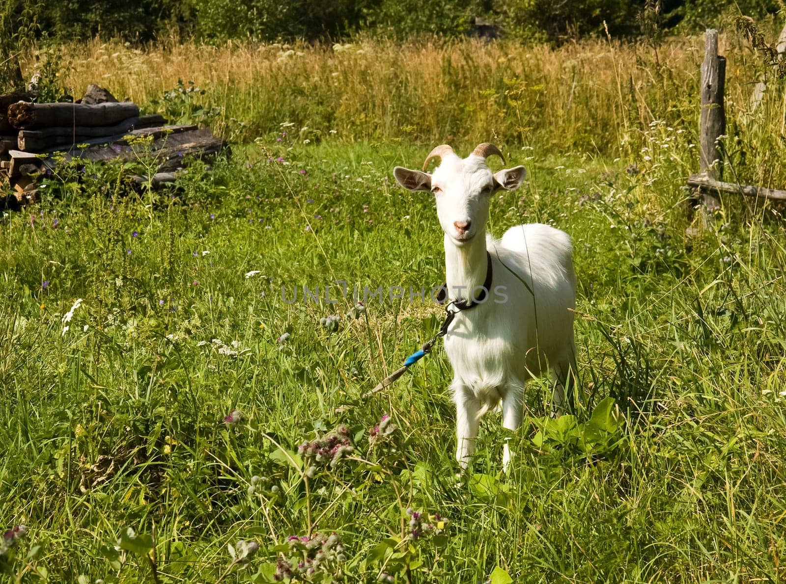 Goat common. Cloven-hoofed ruminants. Cloven-hoofed ruminants.