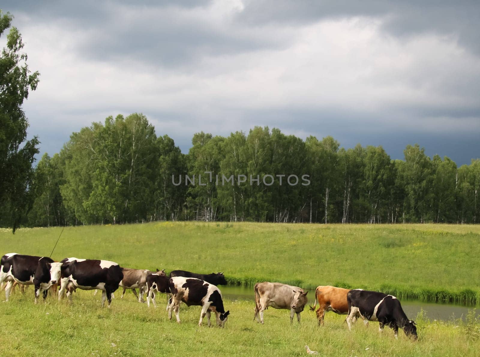 Cow ordinary home. Cattle grazing. Cloven-hoofed ruminants.