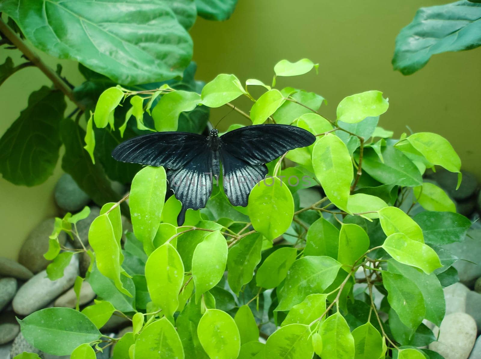 Butterfly on a flower. The insects in the terrarium.