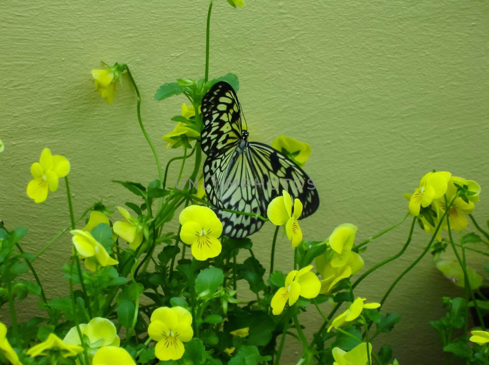 Butterfly on a flower. The insects in the terrarium.