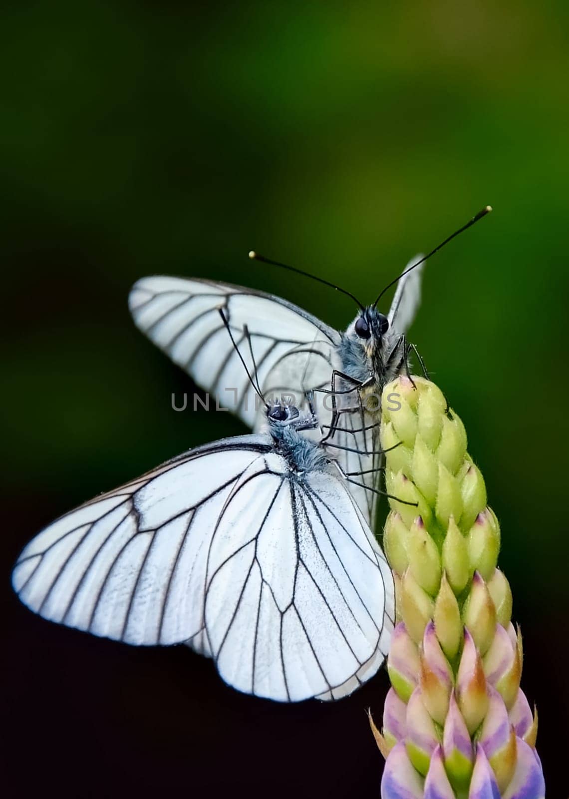 Butterfly on a flower. The insects in the terrarium.