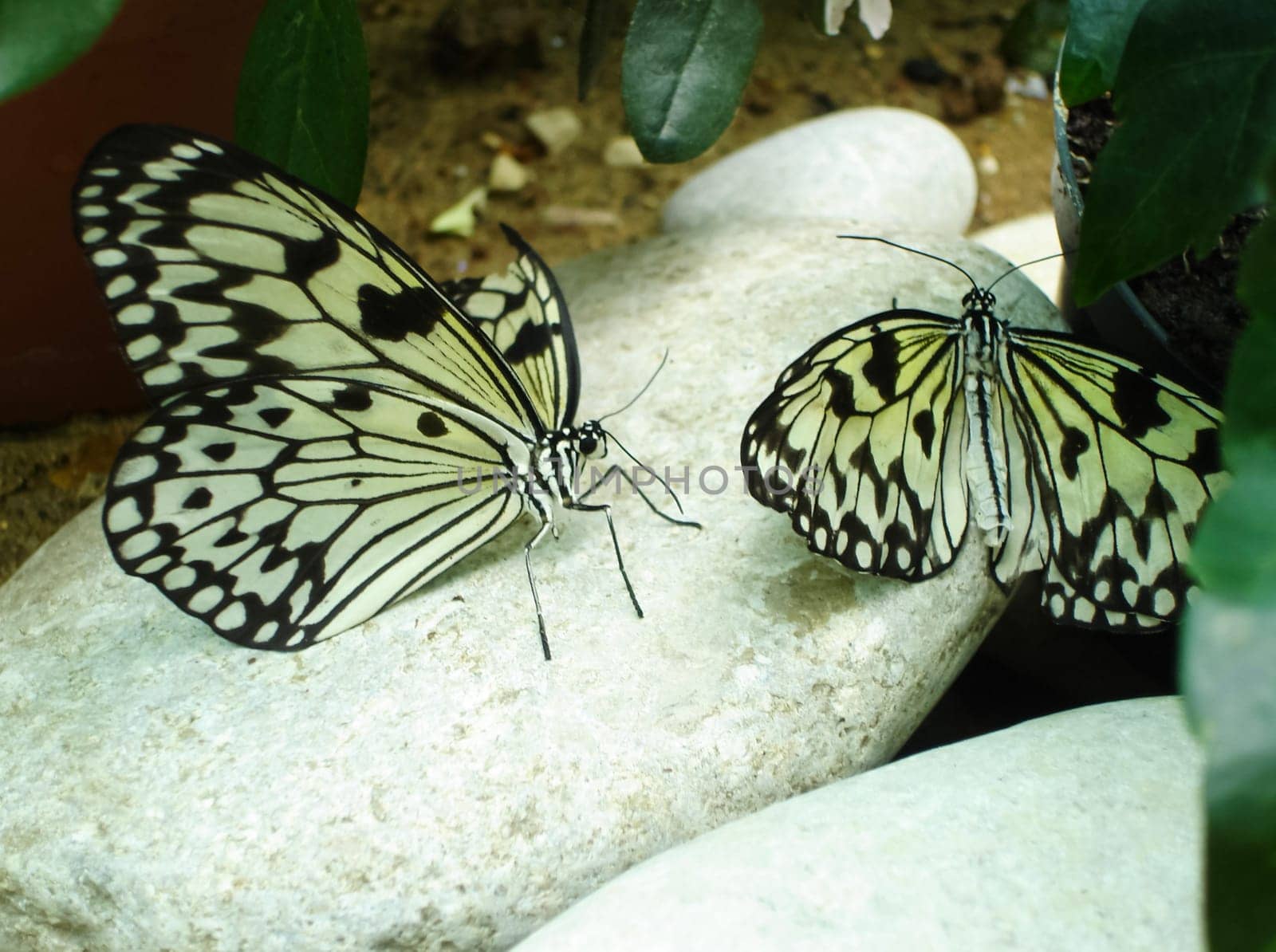 Butterfly on a flower. The insects in the terrarium.