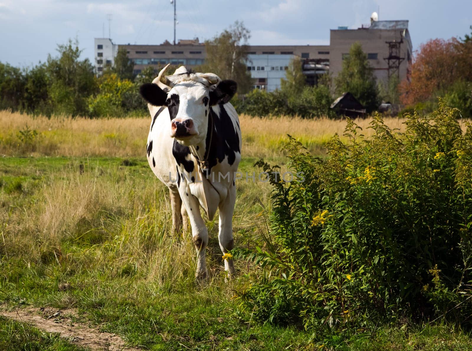 Cow ordinary home. Cattle grazing. Cloven-hoofed ruminants.
