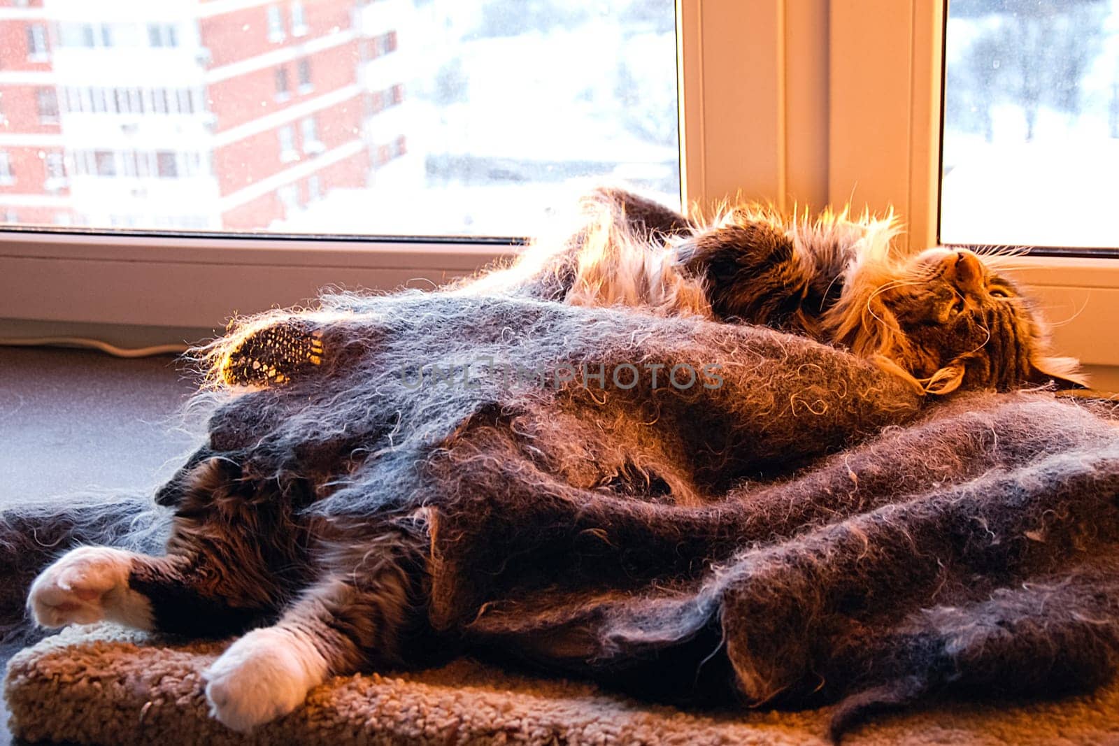 Cats, the lovely a fluffy a pets.