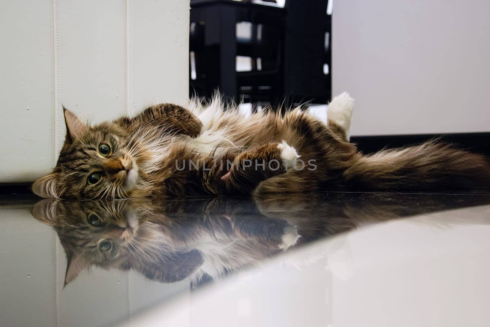 Cats, the lovely a fluffy a pets.
