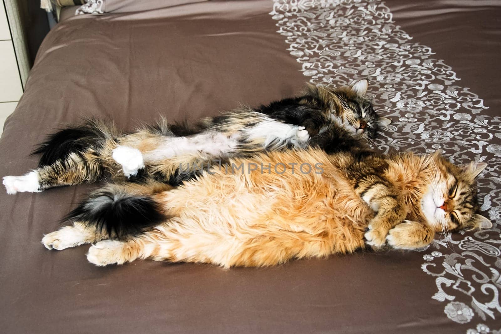 Cats, the lovely a fluffy a pets.