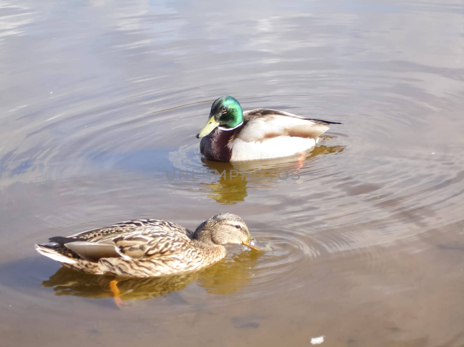 Wild a mallard duck in a pond.
