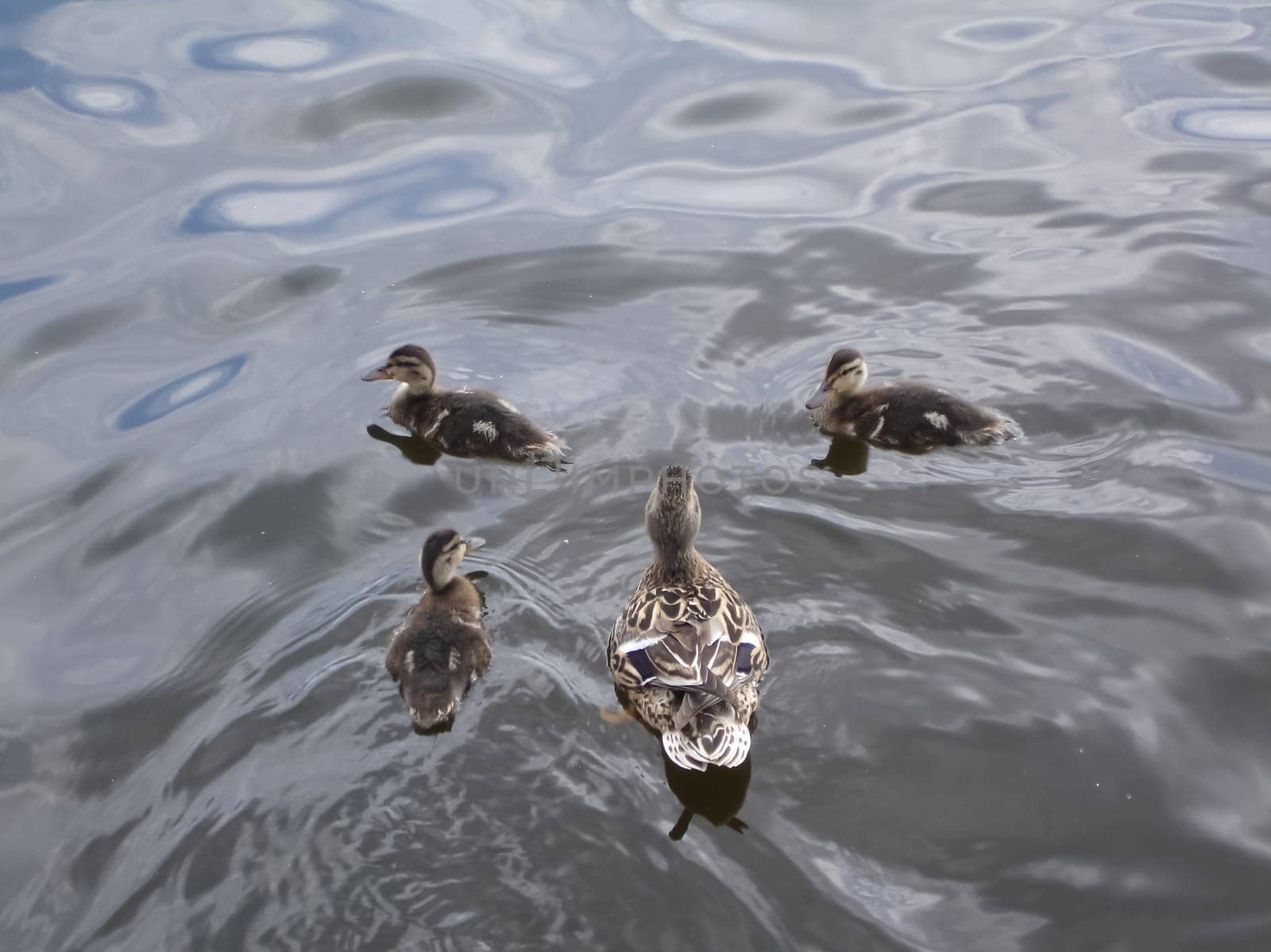 Wild a mallard duck in a pond.