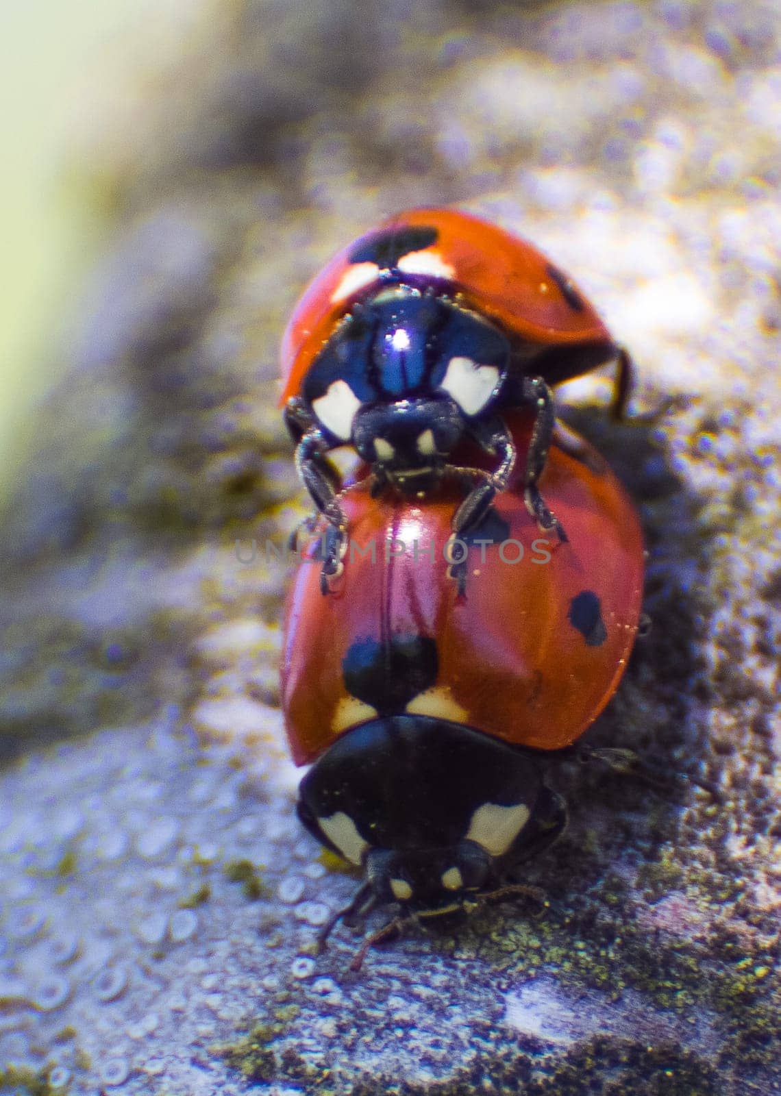 Mating ladybugs. insect reproduction Mating ladybugs. insect reproduction