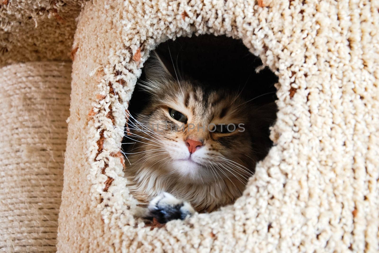 Cats, the lovely a fluffy a pets.