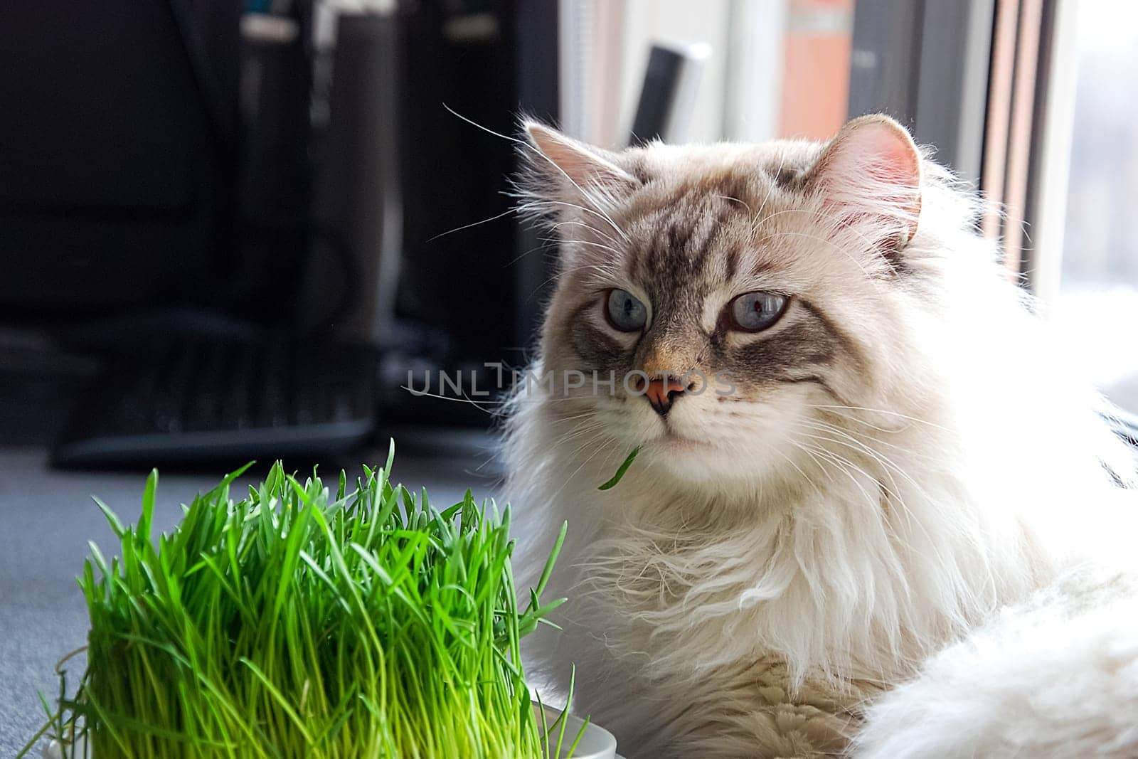 Cats, the lovely a fluffy a pets.