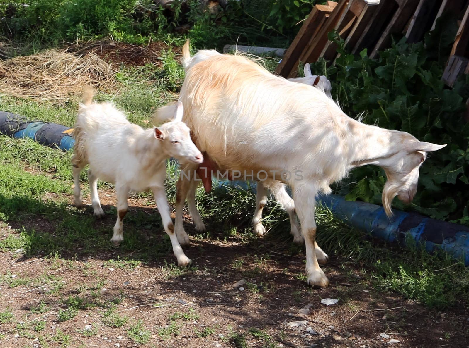 Goat common. Cloven-hoofed ruminants. Goat common. Cloven-hoofed ruminants.