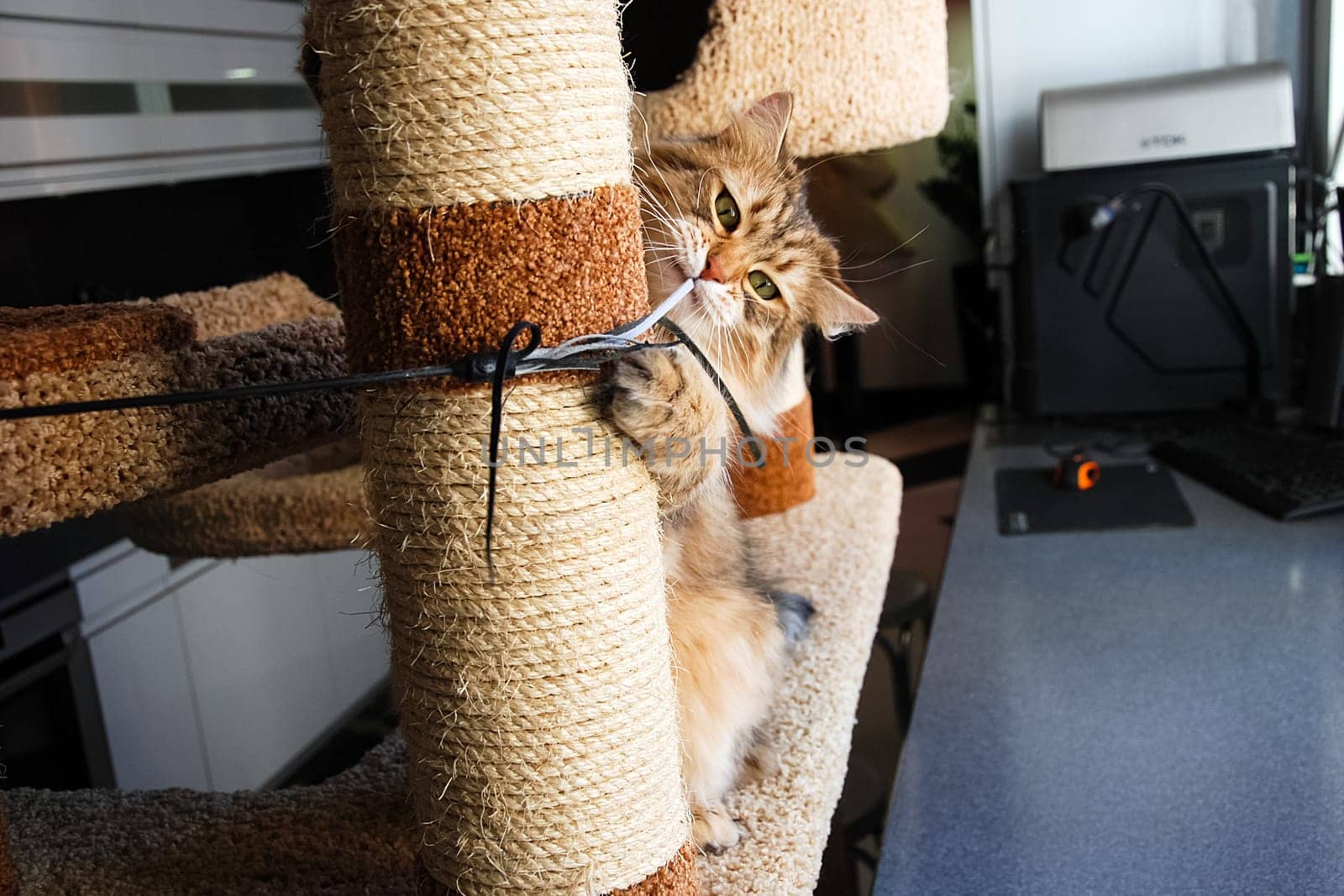 Cats, the lovely a fluffy a pets.