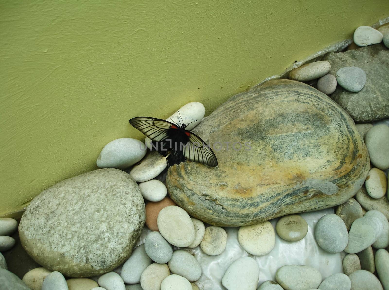 Butterfly on a flower. The insects in the terrarium.