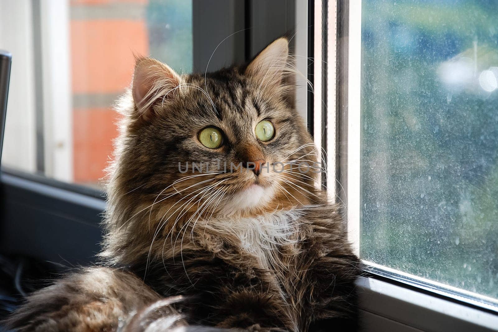 Cats, the lovely a fluffy a pets.