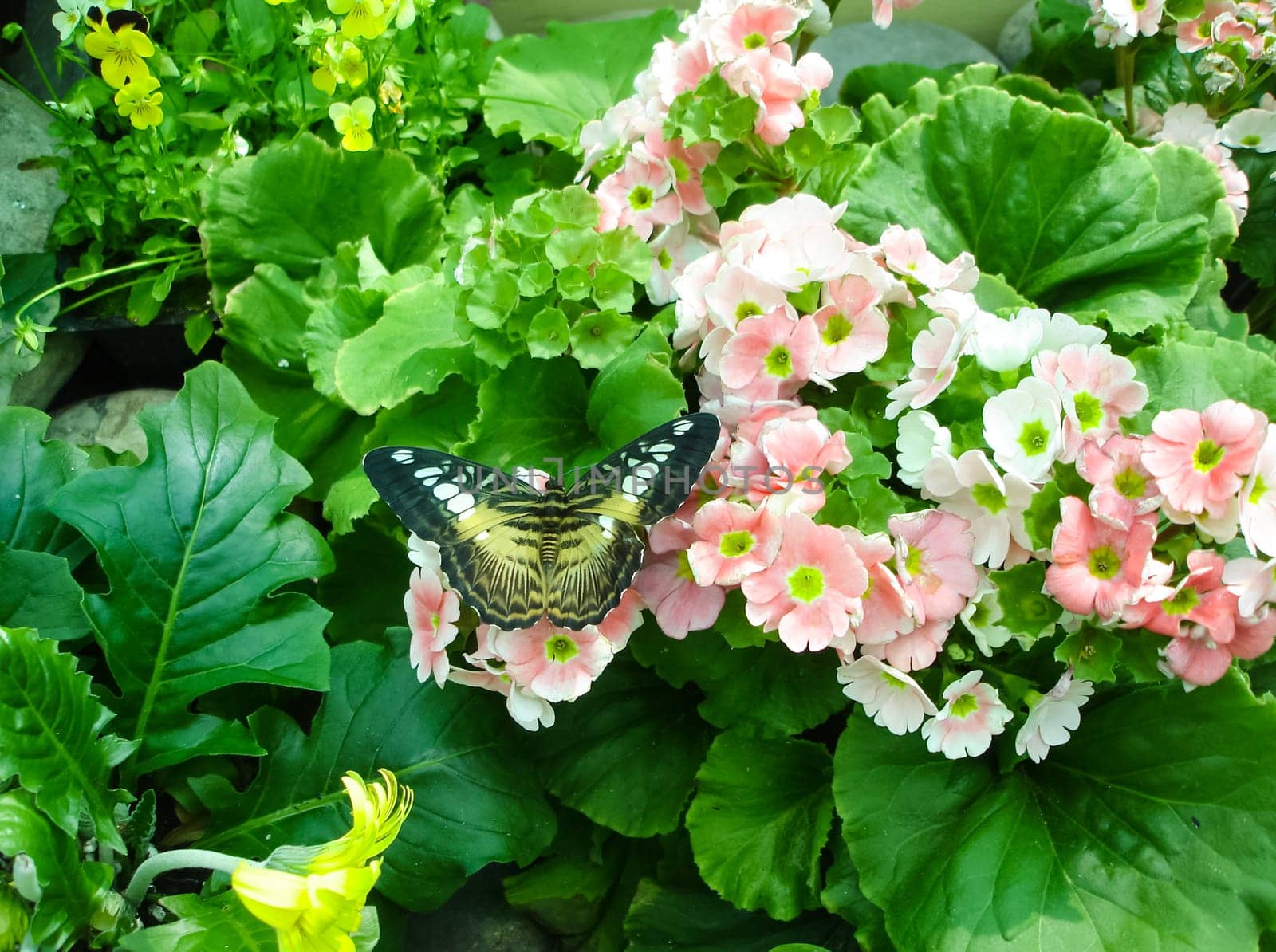 Butterfly on a flower. The insects in the terrarium.