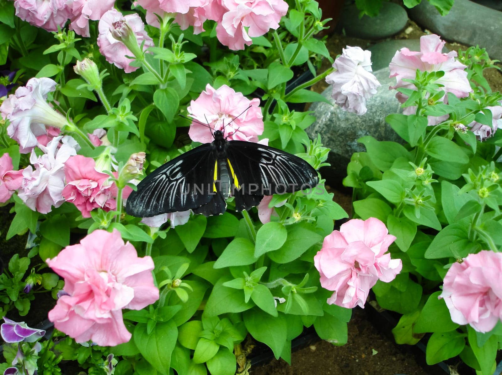 Butterfly on a flower. The insects in the terrarium.