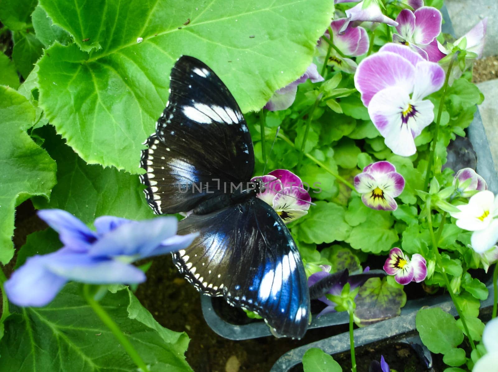 Butterfly on a flower. The insects in the terrarium.