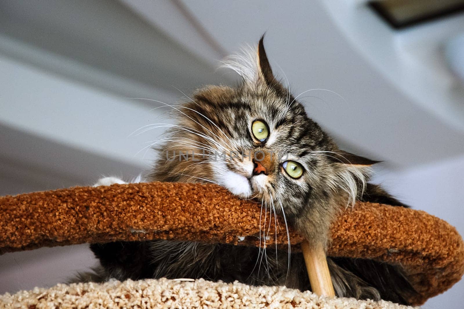 Cats, the lovely a fluffy a pets.