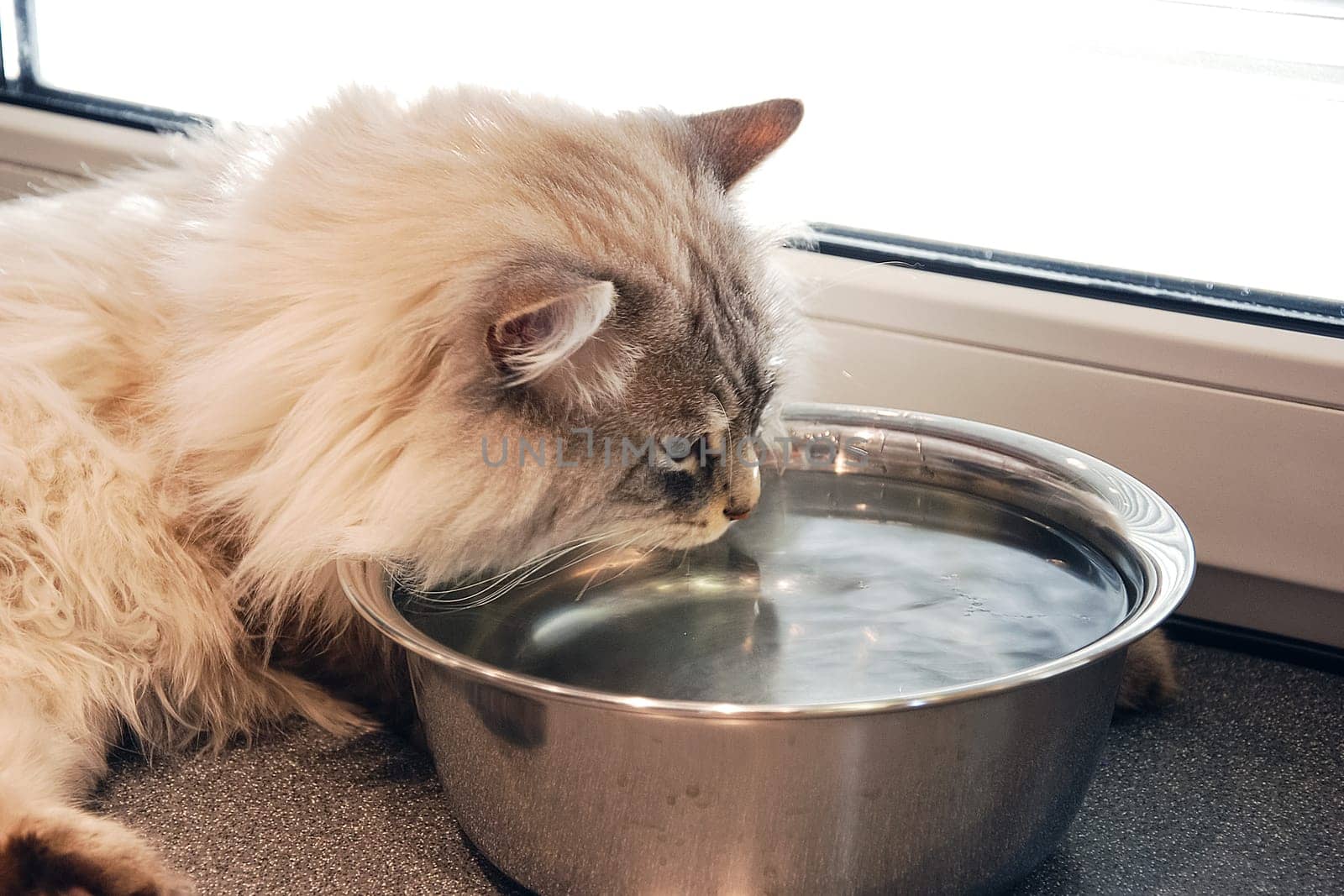 Cats, the lovely a fluffy a pets.