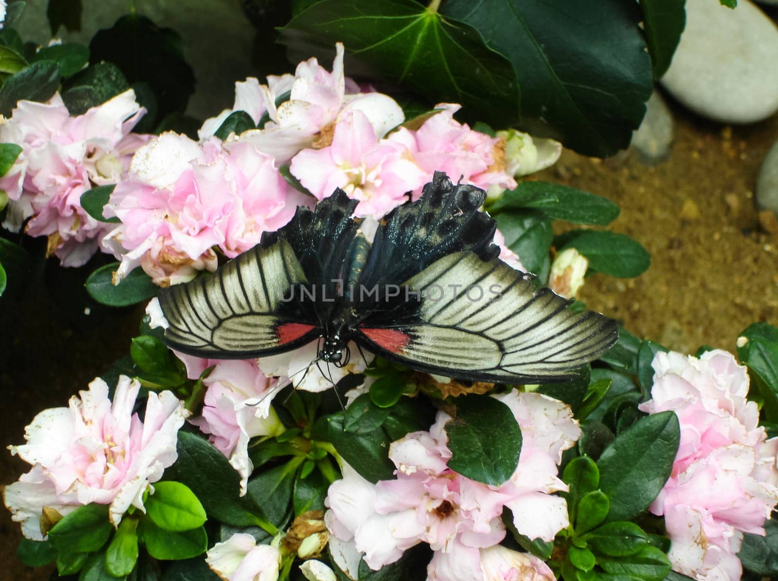 Butterfly on a flower. The insects in the terrarium.