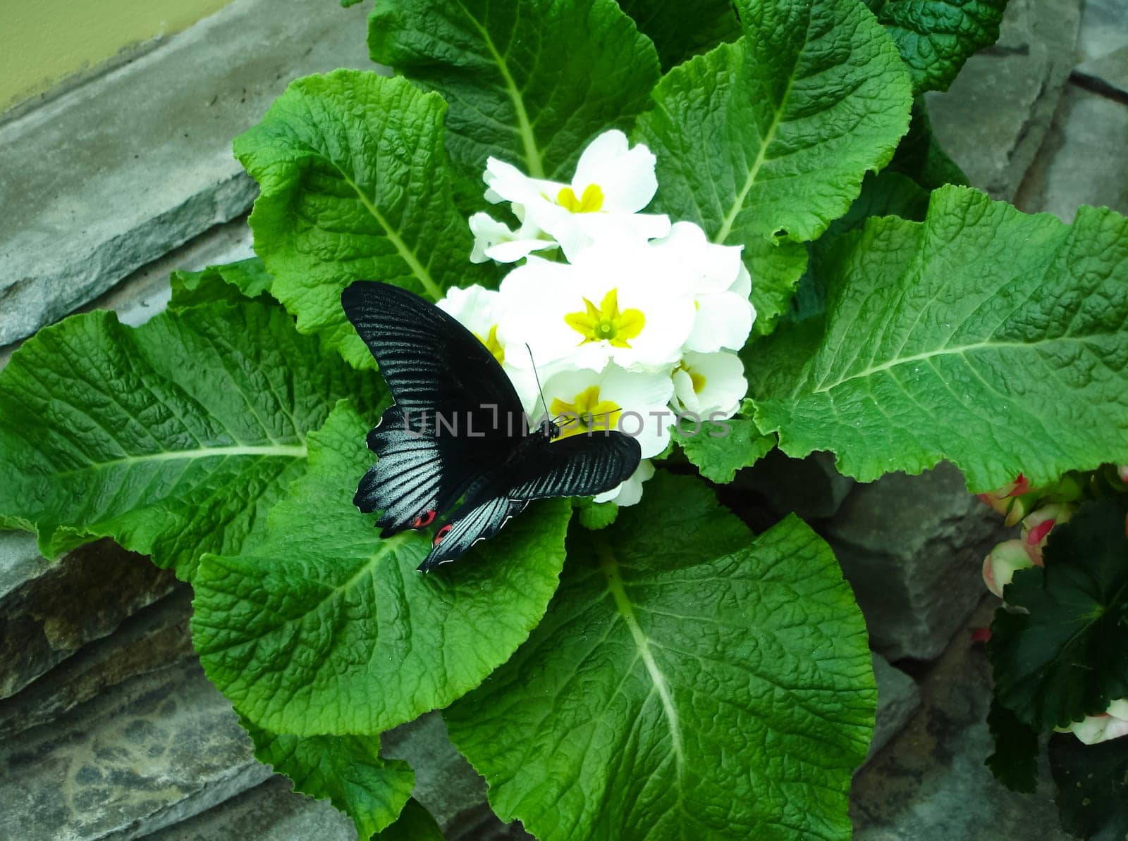 Butterfly on a flower. The insects in the terrarium.