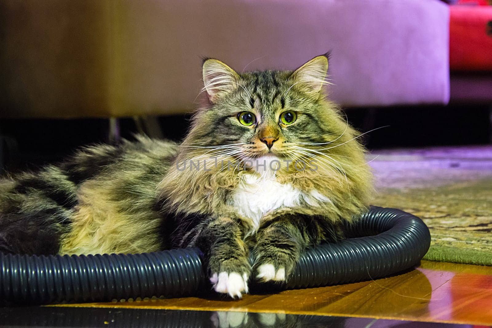Cats, the lovely a fluffy a pets.