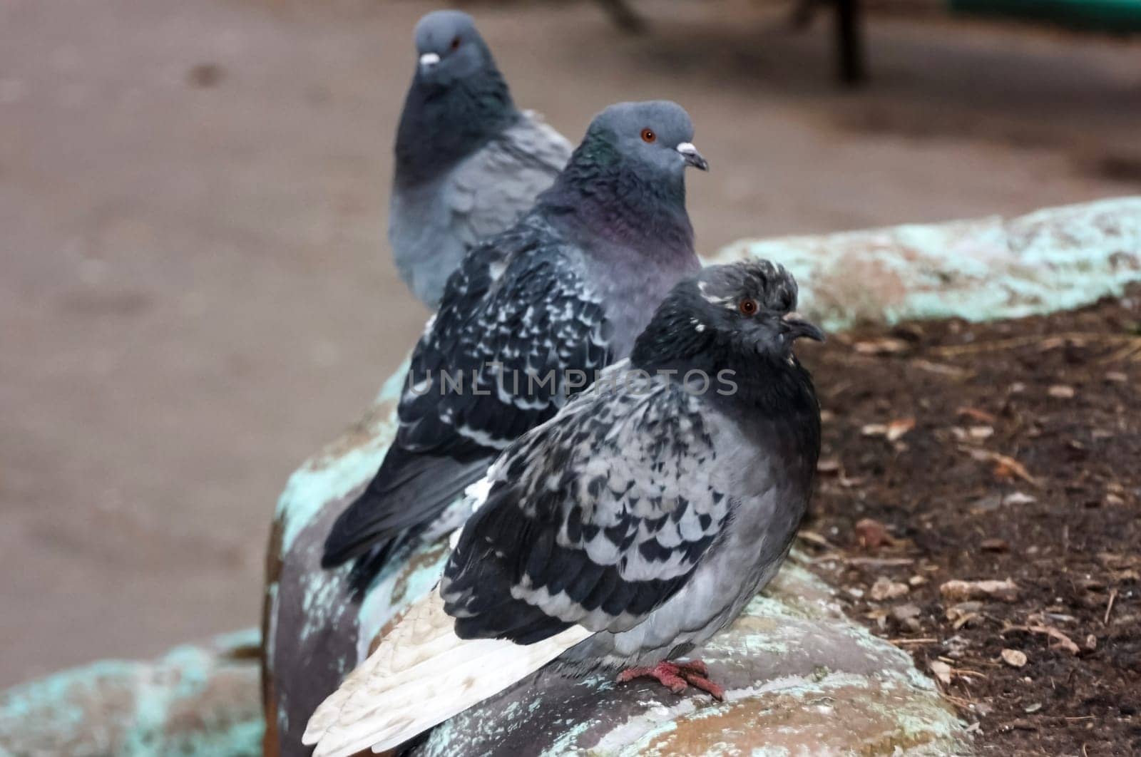 Common blue-gray doves in the city. Bird, who lives next to the man.