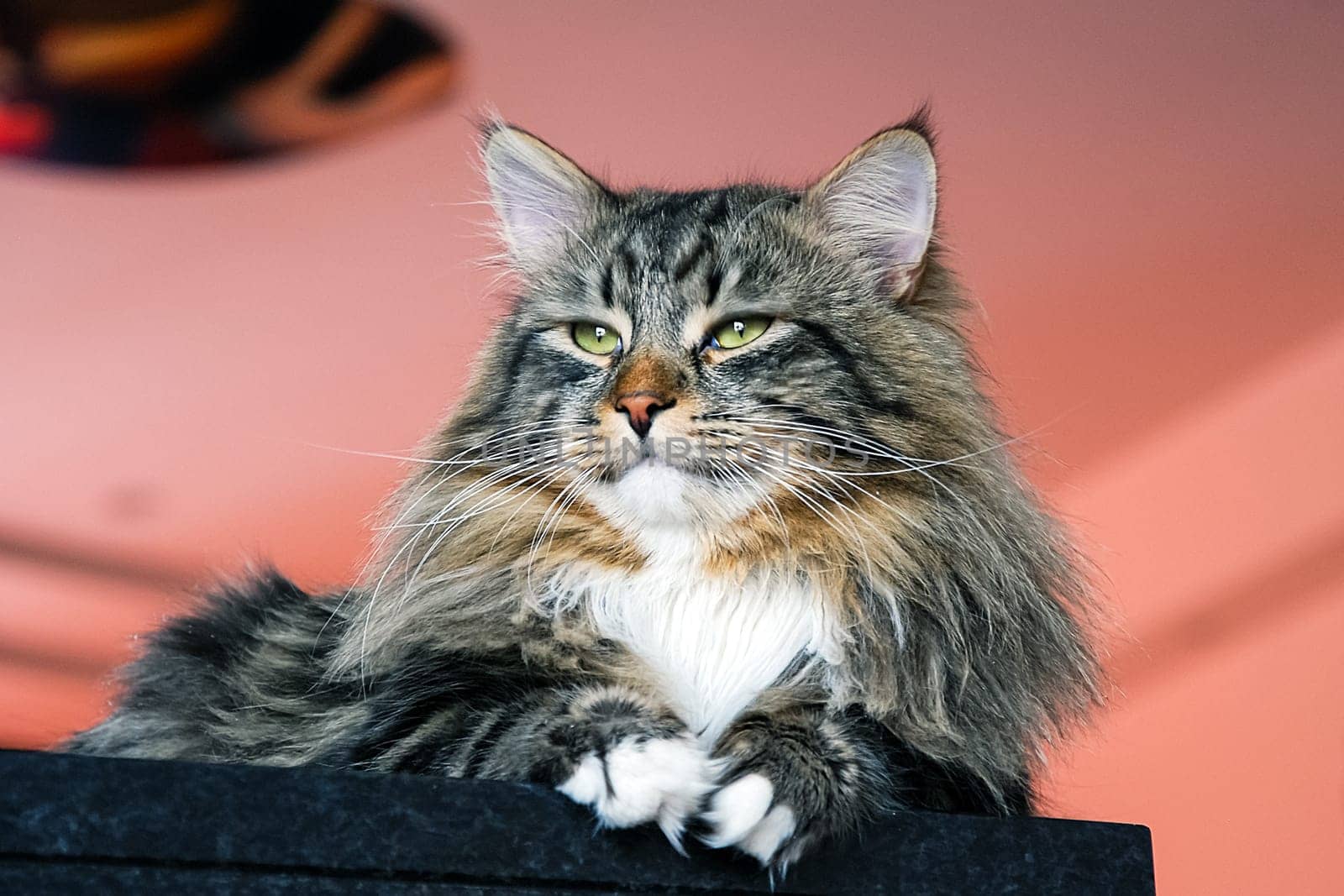 Cats, the lovely a fluffy a pets.