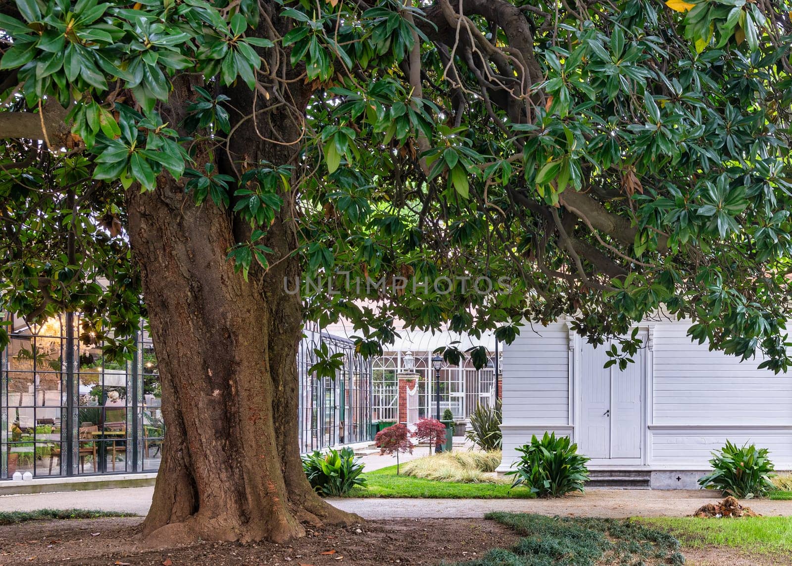 A tranquil backyard setting featuring a grand Magnolia tree, lush lawn, and an inviting white house at morning