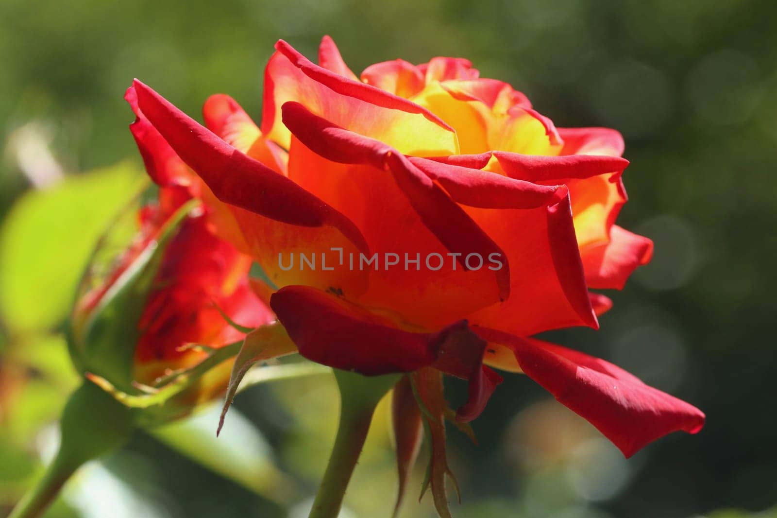 A rose is a woody perennial flowering plant of the genus Rosa, in the family Rosaceae, or the flower it bears