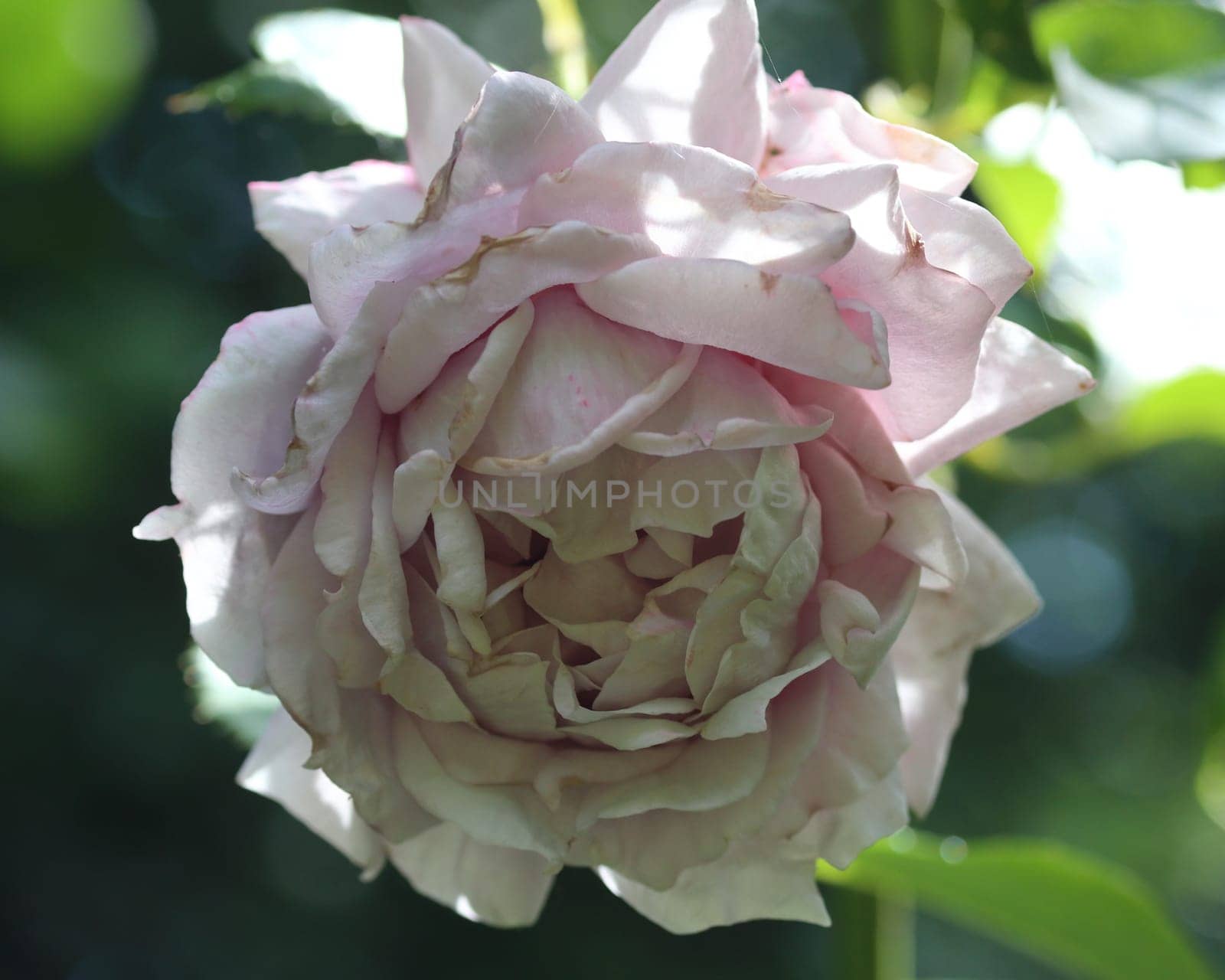 A rose is a woody perennial flowering plant of the genus Rosa, in the family Rosaceae, or the flower it bears