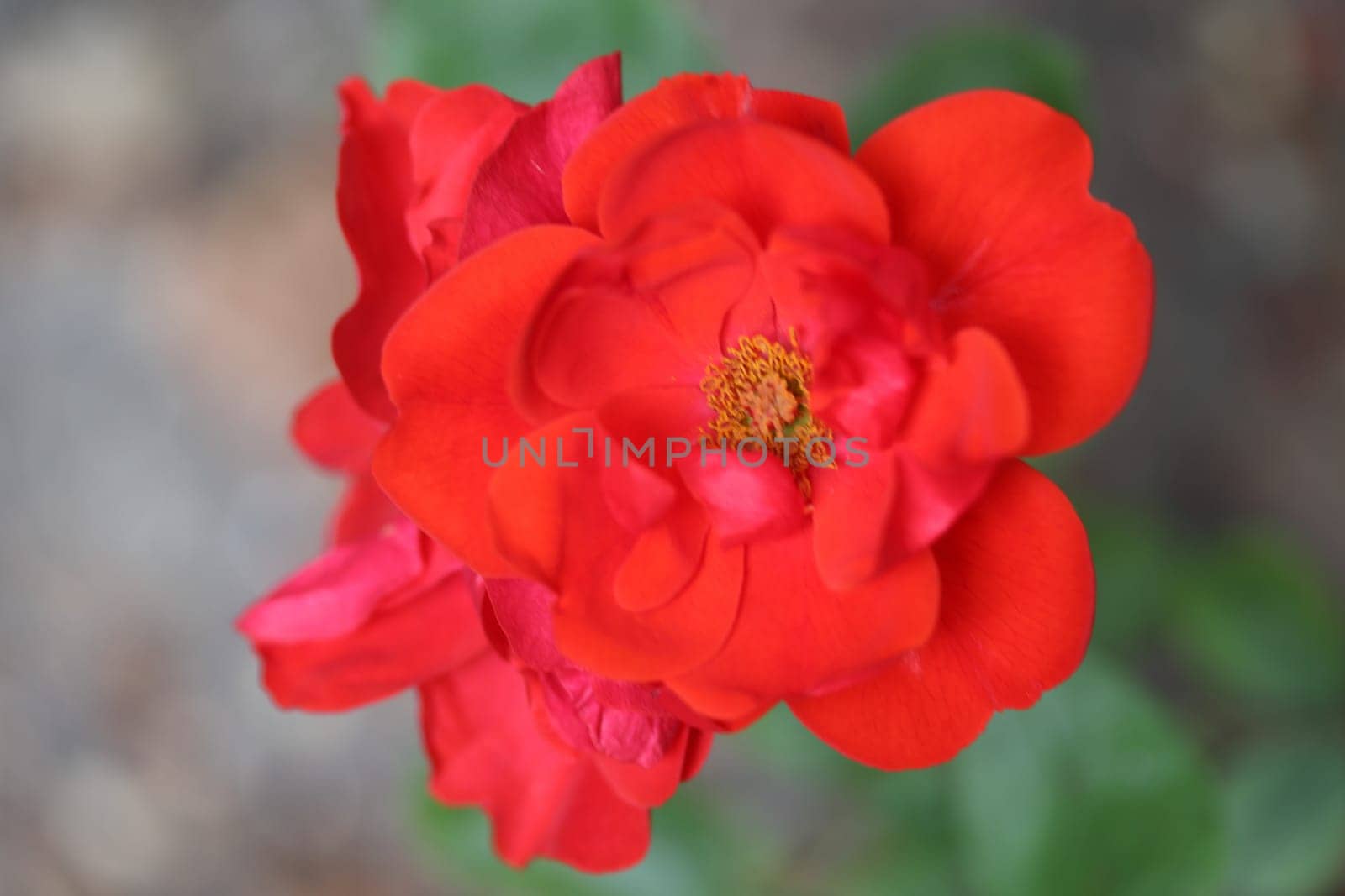 A rose is a woody perennial flowering plant of the genus Rosa, in the family Rosaceae, or the flower it bears