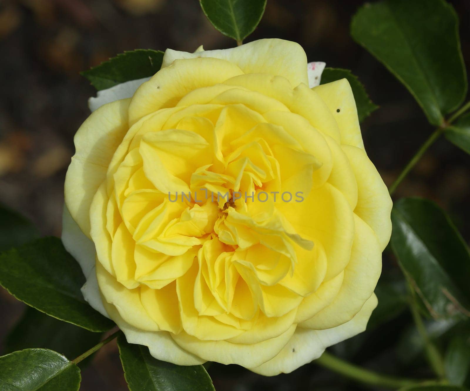 A rose is a woody perennial flowering plant of the genus Rosa, in the family Rosaceae, or the flower it bears