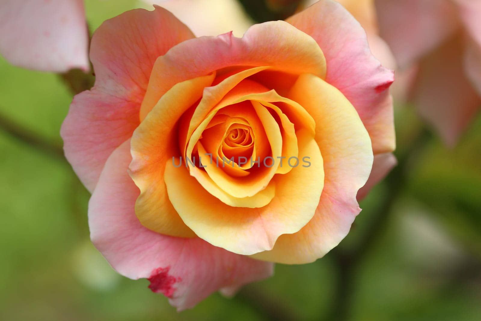 A rose is a woody perennial flowering plant of the genus Rosa, in the family Rosaceae, or the flower it bears