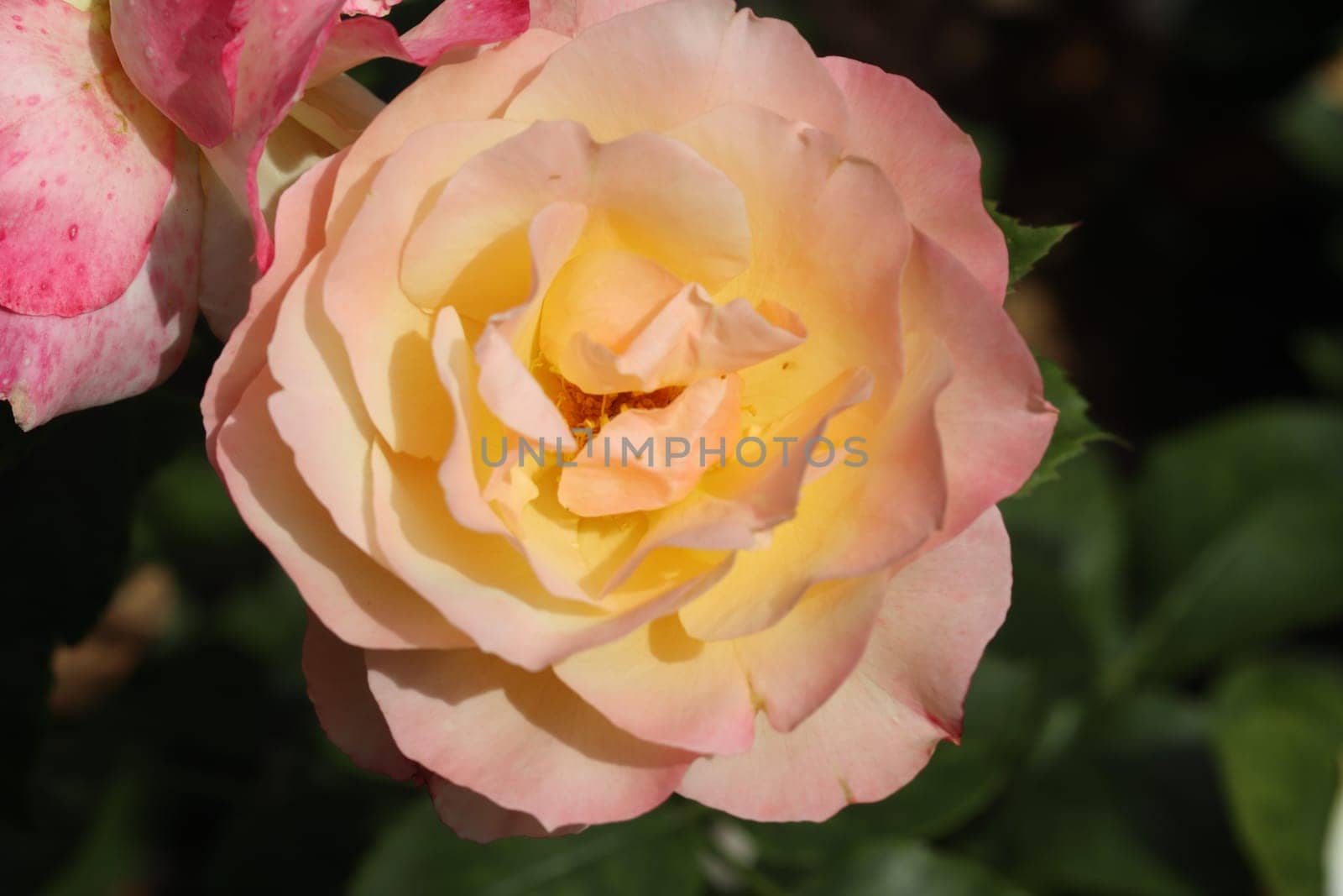 A rose is a woody perennial flowering plant of the genus Rosa, in the family Rosaceae, or the flower it bears