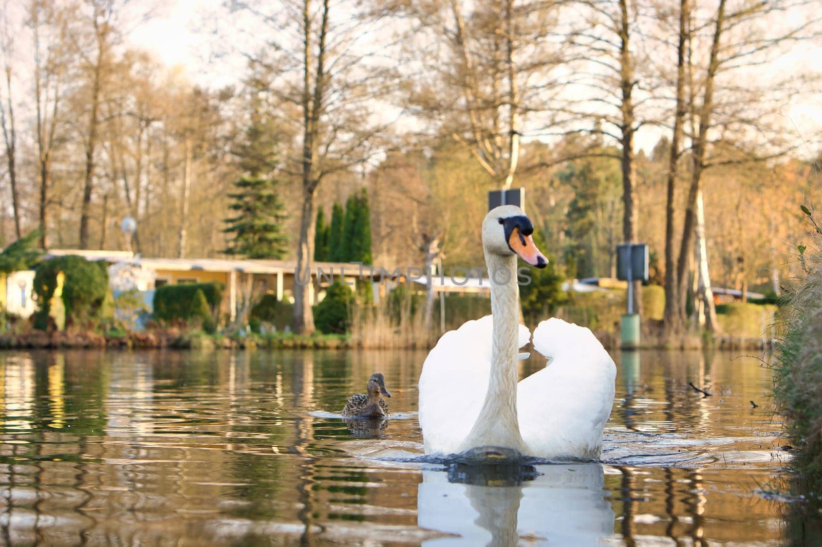 an elegant white swan swims in the water. the wild animal appears majestic. Large bird. Animal photograph in nature