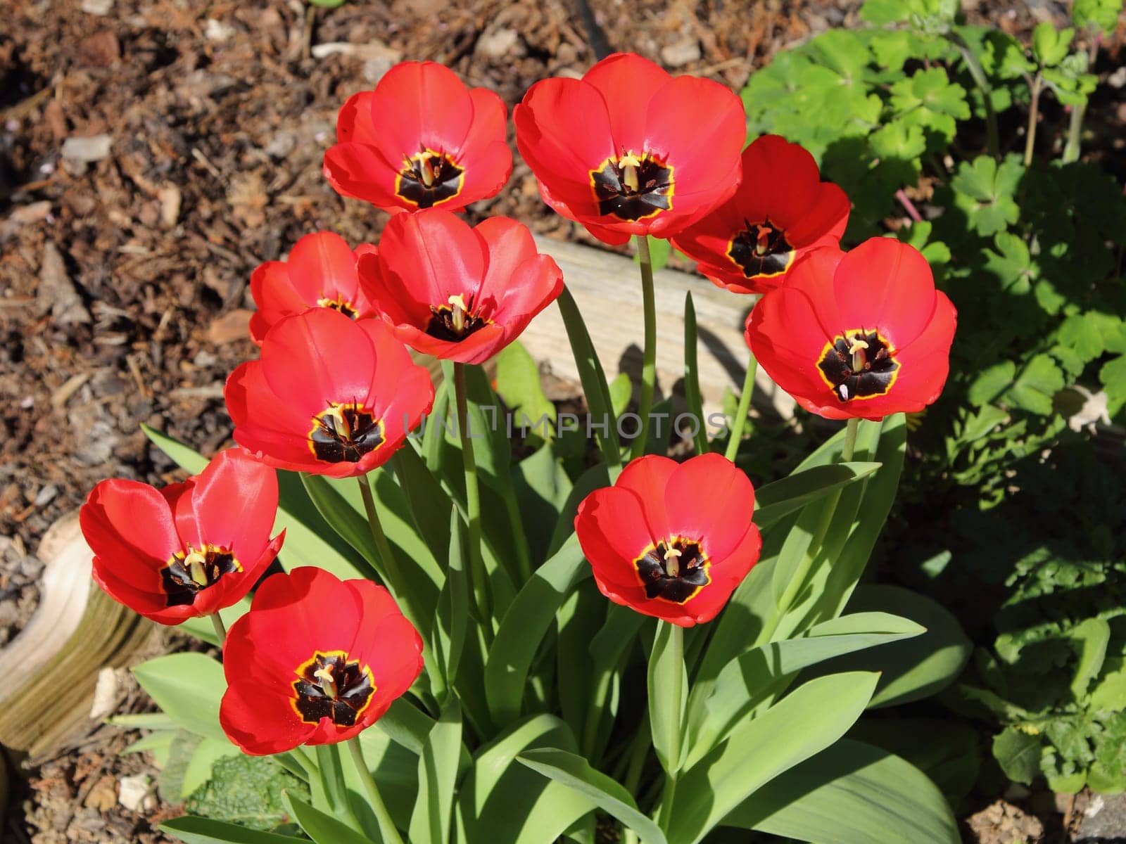 tulips (Tulipa) form a genus of spring-blooming perennial herbaceous bulbiferous geophytes