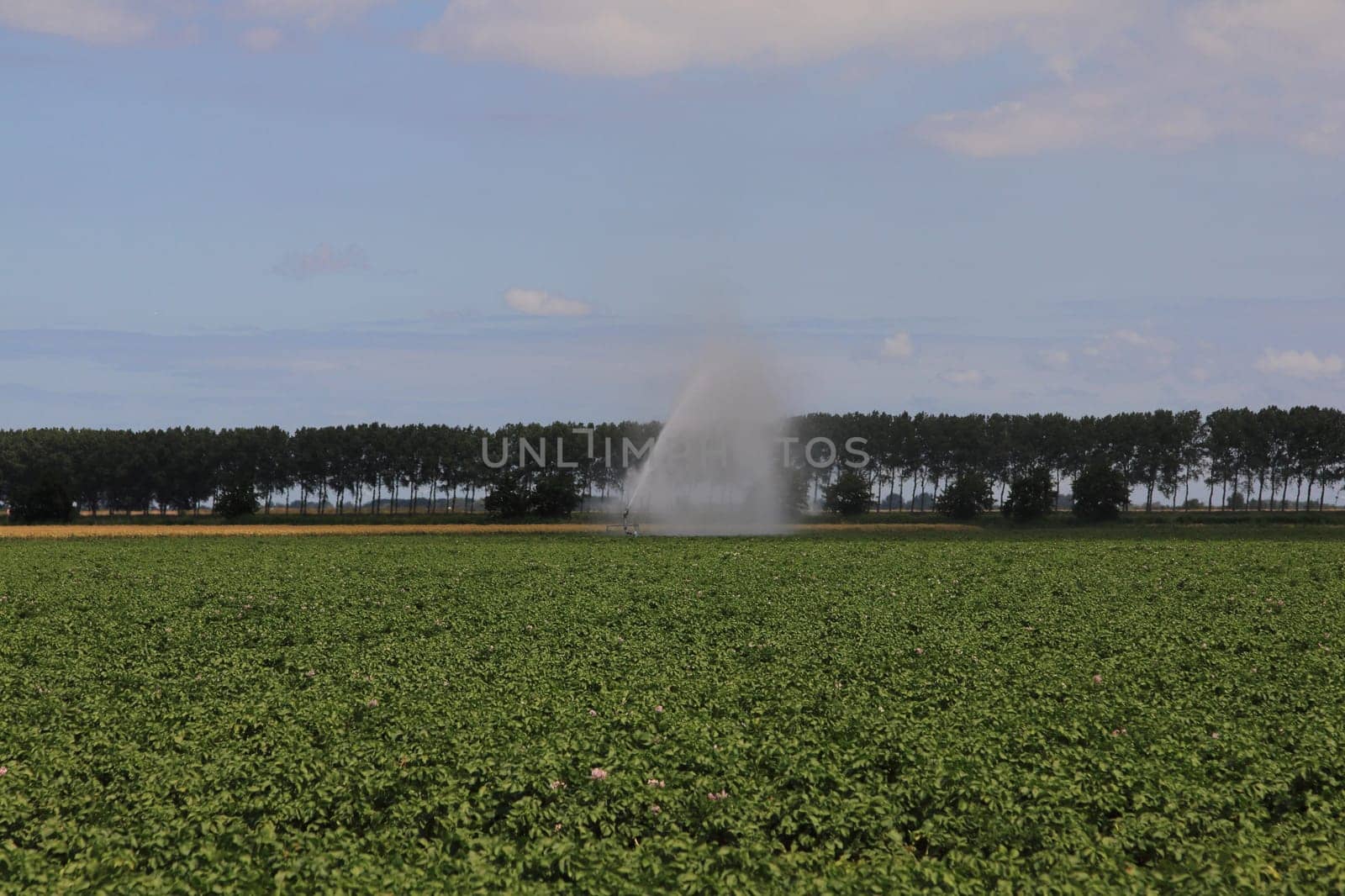 A farmland with green plants and cereals, blue sky in the background